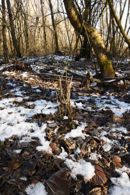 İlkbaharın başlarında, bazı yerlerde yaprakların üzerinde kar vardır. Dünyadaki ormanda, çimenler kurudur, sonbahar ya da kış, ağaçlar çıplak, yapraksız..