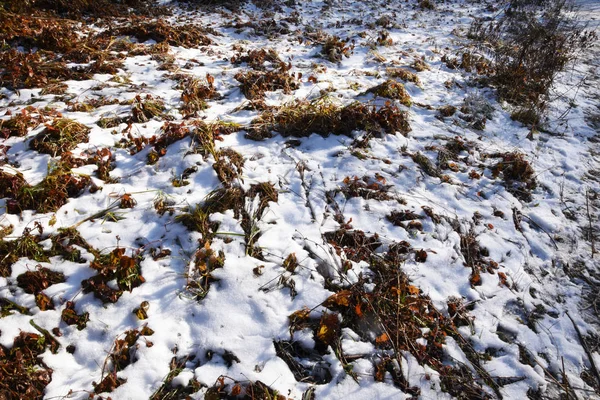 A lawn with dry herbs and leaves. The first snow fell and covered the dry grass. Spring is approaching, thawed snow is visible.