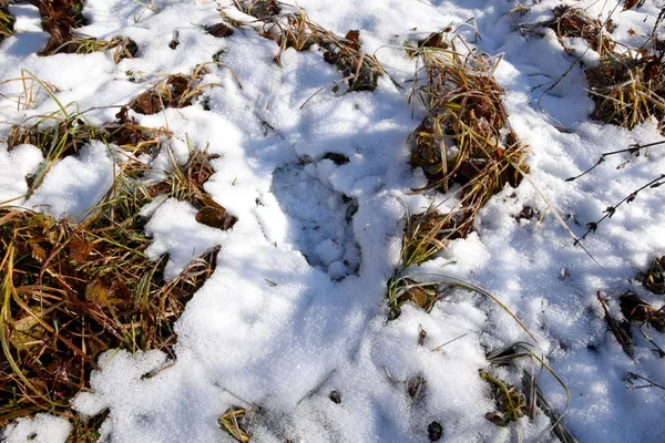 Een Gazon Met Droge Kruiden Bladeren Eerste Sneeuw Viel Bedekte — Stockfoto