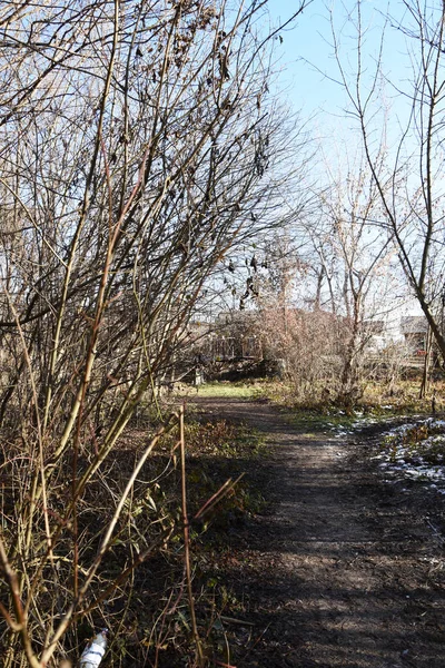 Attraverso Foresta Una Strada Campagna Sentiero Escursioni Nella Foresta Autunnale — Foto Stock