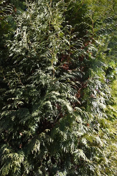 Piękne Naturalne Tło Gałęzie Juniper Słońcu Zielone Naturalne Tło — Zdjęcie stockowe