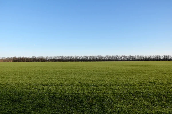 Field of winter wheat. In the yard there is autumn, a field with green grass, and bare trees along the perimeter. Early spring the sun shines brightly.