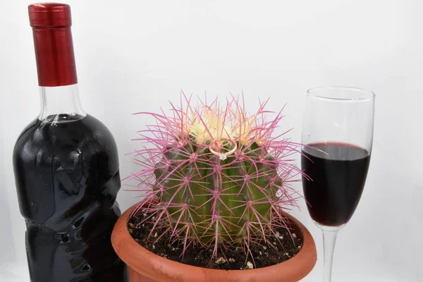 Sides Cactus Which Golden Ring Placed Thorns Unopened Bottle Red — Stock Photo, Image