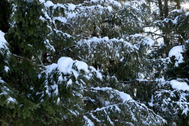 Çam ve ladin dalları karla kaplıdır. Güzel kış manzarası kar, buz, ormanda kış..