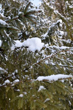 Ladin 'in kalın dalları arasında, mavi gökyüzü belirtiler gösteriyor. Çam dallarında biraz kar var, bahar geliyor, güneş parlıyor, kar eriyor..