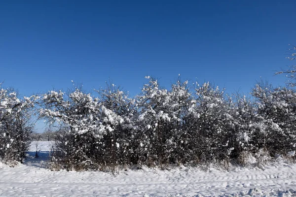 Wzdłuż Drogi Niskie Drzewa Rosną Pod Rząd Przyszła Zima Pokryła — Zdjęcie stockowe