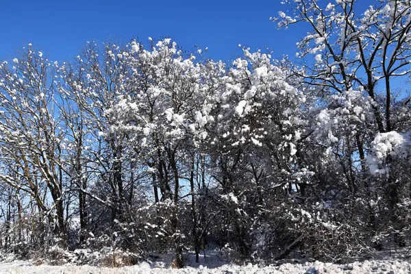 一排排的树生长着 它们被雪覆盖着 在树的后面 田野都在雪中 天空是明亮的蓝色 — 图库照片