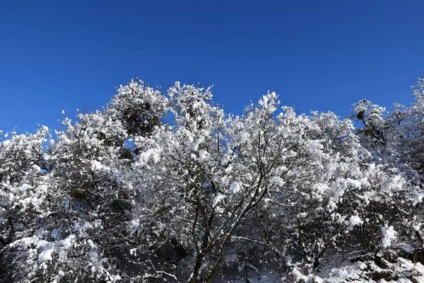 Drzewa Gęsto Rosną Gałęziach Leży Śnieg Wspaniała Zima Krajobraz — Zdjęcie stockowe