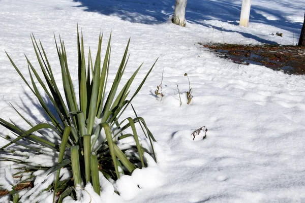 园中的月桂树在冬季生长 它的绿叶在白雪中看得见 冬天的风景没有人 只有雪中的月桂花 — 图库照片