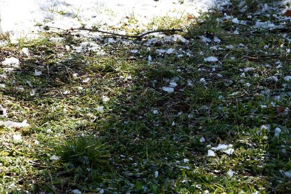 There is snow on the grass, in some places it is already melting, spring is coming. The sun is shining; the snow is melting and exposing the earth with young grass.