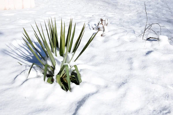 Yucca Giardino Cresce Inverno Sue Foglie Verdi Sono Visibili Dalla — Foto Stock