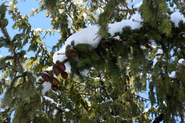 一根云杉树枝和几个大圆锥上撒满了白雪 — 图库照片