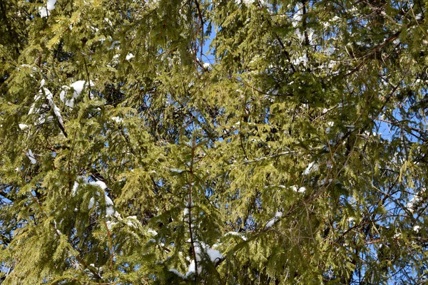 蓝天透过云杉茂密的枝叶瞥见 松枝上有一点雪 春天来了 阳光灿烂 雪融化了 — 图库照片
