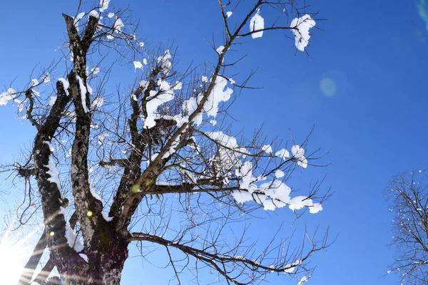 冬天是一棵没有叶子的老树 有些地方还下雪了 阳光透过光秃秃的枝条灿烂地照耀着 — 图库照片
