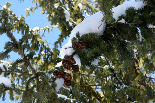 几根大圆锥挂在圣诞树上 树枝上覆盖着雪 蓝天常青树 — 图库照片