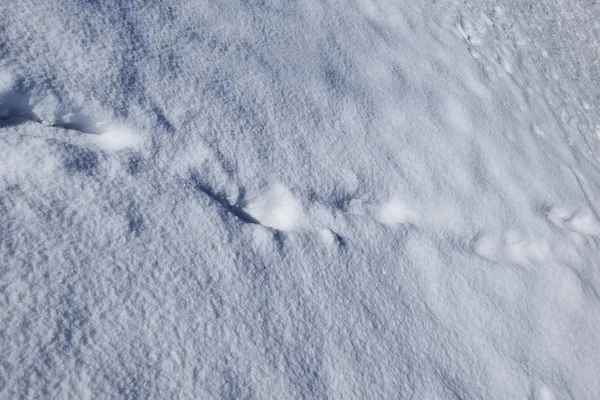 Dikke Sneeuwbedekking Iemand Liep Door Witte Sneeuw Liet Sporen Achter — Stockfoto