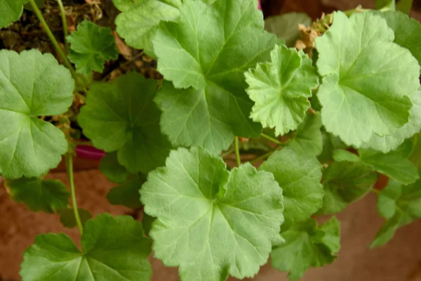 Closeup Leaves Homemade Geranium Flower Indoor Flower Pot — 스톡 사진