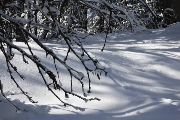 Primo Piano Ramo Coperto Neve Neve Caduta Molto Coperto Terreno — Foto Stock