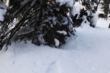 Ormanda yalnız bir Noel ağacı var, altında büyük bir kar yığını ve birkaç kırık dal var. Kışın orman, her yer karla kaplıdır. Kış diyarlarının güzel kartpostalları