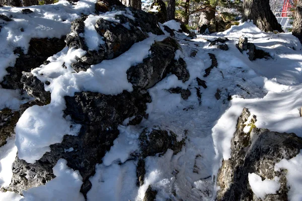Het Bos Een Grote Grijze Rots Bedekt Met Sneeuw Groeien — Stockfoto