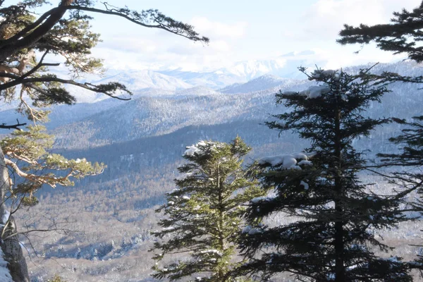 On the top of a mountain covered with forest you can see how below, conifers grow at the foot of the mountain and in the distance the outlines of the mountains are visible. Nature in winter after snow