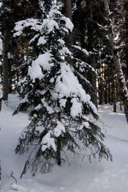 Karlı bir ormanda, kalın bir kar tabakasıyla kaplı bir ağaç tek başına duruyor. Ormandaki güzel kış manzarası Soğukta.