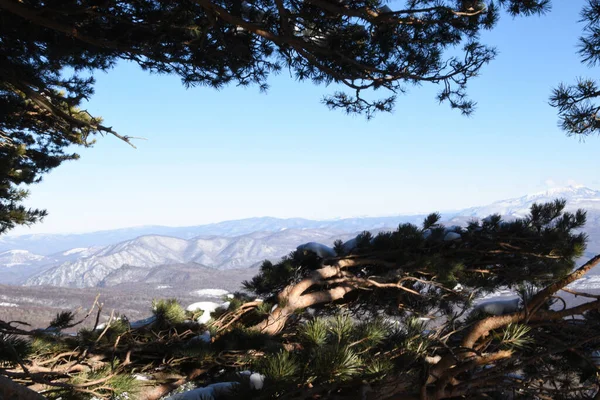 奈落の底の上には緑の葉を持つ大きな松の枝が広がり 遠くには木々や山 青空が広がっています 絵葉書のような美しい自然のパノラマ — ストック写真