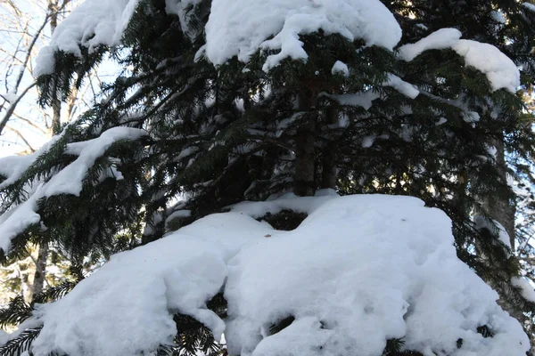 美丽的大自然 冬天的背景 几棵冷杉的枝条上覆盖着厚厚的一层雪 白雪覆盖的树枝关上了 — 图库照片