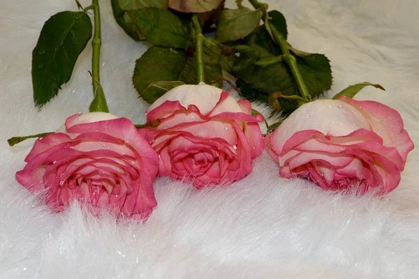 Trzy Świeże Różowe Róże Leżą Białym Sztucznym Futrze Piękne Róże — Zdjęcie stockowe