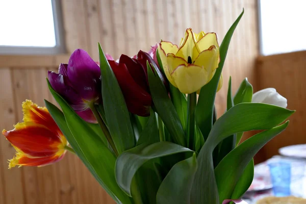 A bouquet of bright multi-color tulips stands against the background of windows and a wooden wall. Holiday card bouquet of flowers.