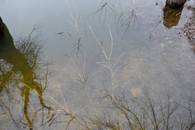 Sudaki ağaç ve dalların yakın plan yansıması. Su berrak, taban görünür, ve suyun yüzeyinde çalıların ve ağaçların yansıması var..