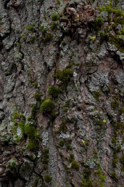 Ağaç kabuğu yakın plan, yeşil yosun ağaçta yetişiyor. Yosun, bir ağacın gri kabuğunda yetişir..