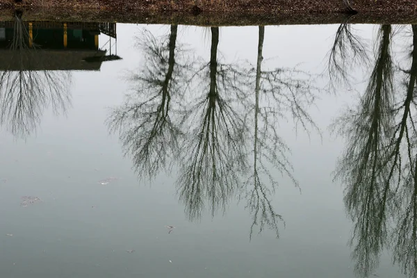 Köprüdeki Gölün Kıyısında Büyüyen Ağaçların Çalıların Net Bir Yansıması Kıyıda — Stok fotoğraf