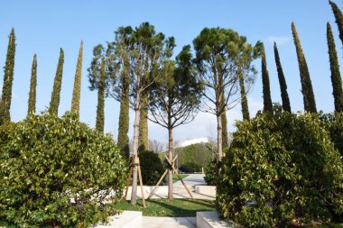 Güzel manzara, manzara tasarımı. Ortada üç uzun ağaç, çevrede sütun şeklinde ağaçlar, ve aşağıda yeşil çalılar yetişiyor, peyzaj çok güzel seçilmiş..
