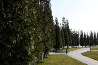 Uzun piramit ağaçları sıraya dizilir, karolarla kaplı bir patika mesafeye kadar uzanır. Çimenler ve yeşil ağaçlar güzel manzaralar..