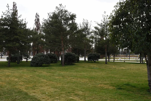 Grama Gramado Verde Árvores Altas Pequenos Arbustos Verdes Crescem Longo — Fotografia de Stock