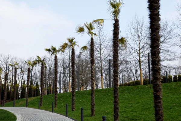 Une Ruelle Palmiers Pousse Chemin Est Fait Tuiles Herbe Verte — Photo