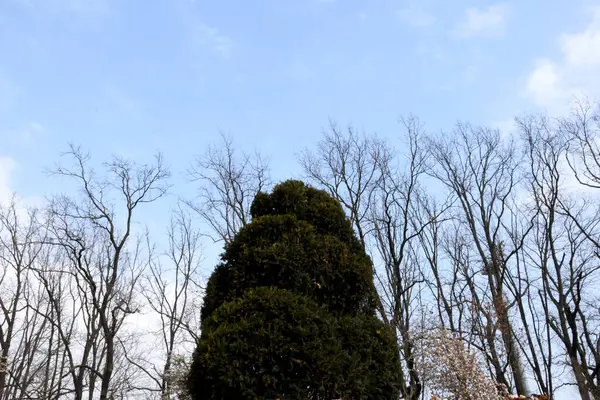 Centro Della Foto Albero Verde Riccio Splendidamente Tagliato Alberi Nudi — Foto Stock