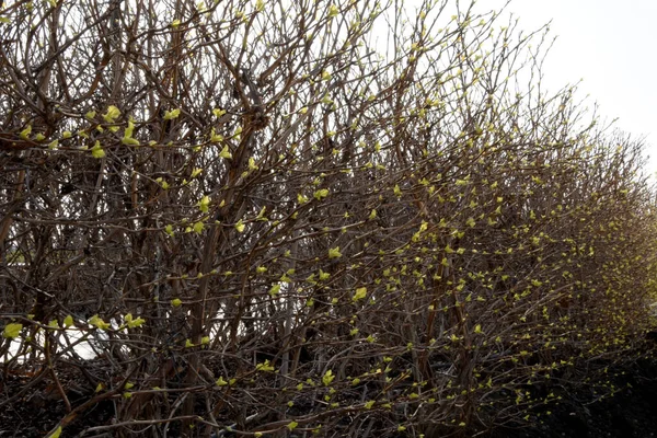 Primavera Temprana Hojas Floreciendo Los Arbustos Las Primeras Notas Adhesivas — Foto de Stock