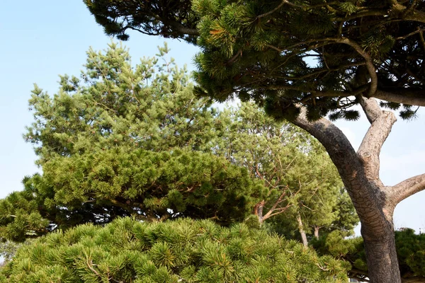 Una Cascata Diversi Alberi Crebbero Loro Corona Sotto Una Corona — Foto Stock