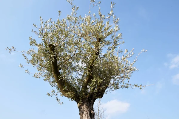 Στο Φόντο Του Γαλάζιου Ουρανού Ένα Δέντρο Ανθίζει Λευκά Όμορφα — Φωτογραφία Αρχείου