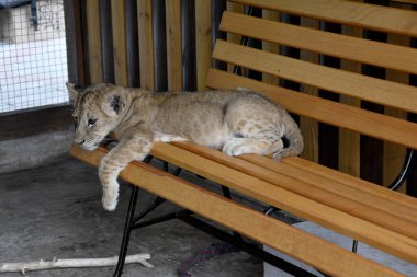 Üzgün gözlü küçük bir aslan yavrusu ahşap bir merdivende yatıyor ve üzgün bir bakışla yere bakıyor..