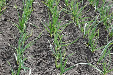 Sarımsak bahçedeki sıralarda bile yetişir; sıraların arasında tek bir ot yaprağı bile yok..