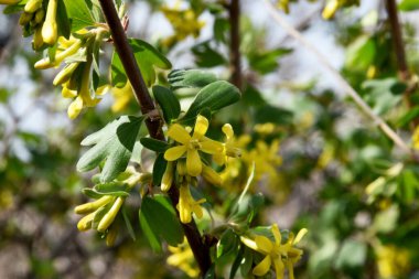 Güzel, çiçekli üzümler. İlkbaharda, pekçok sarı çiçekli frenk üzümü güzel bir doğal arkaplan oluşturur.
