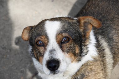 Ağlayan güzel köpek gözlerinin hüzünlü ifadesi. Sahibi olmayan bir köpeğin çok üzücü bir resmi..