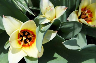 Üstten üç güzel lale manzaralı, sarı laleler. Çiçekler açar. Bahar geliyor..