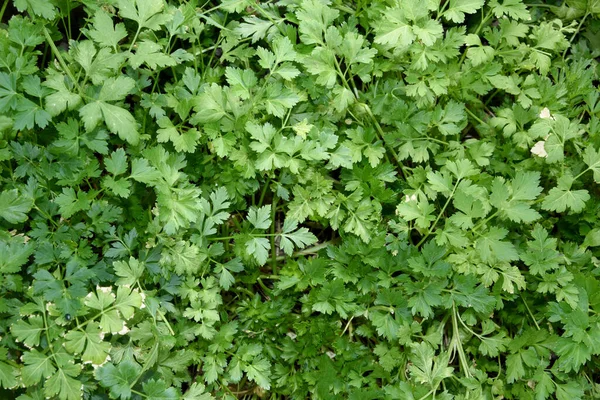 Fondo Natural Tiro Primer Plano Perejil Matorral — Foto de Stock