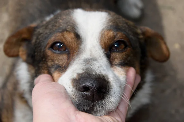 A sad expression of beautiful dog eyes with a tear. A very sad picture of a dog without a master.