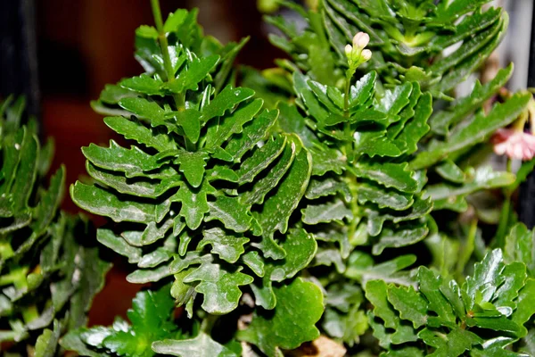 Cuernos Ciervo Correctamente Llamado Platitcerium Primer Plano Hojas Verdes — Foto de Stock