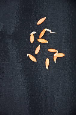 Salatalık tohumları filizlendi. Tohumlar siyah arka planda yatar. Gelecekteki bitkilerin filizleri tohumlardan yetişir..